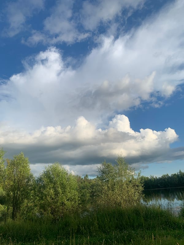 Cattle grazing in summer fields near Klin, Russia