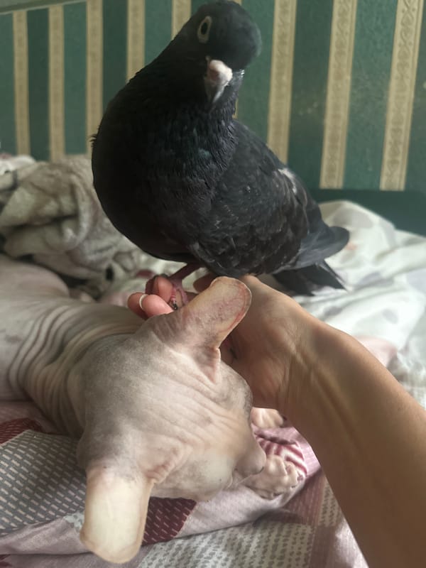 Pigeon and Sphynx cat hang out on a bed in Togliatti