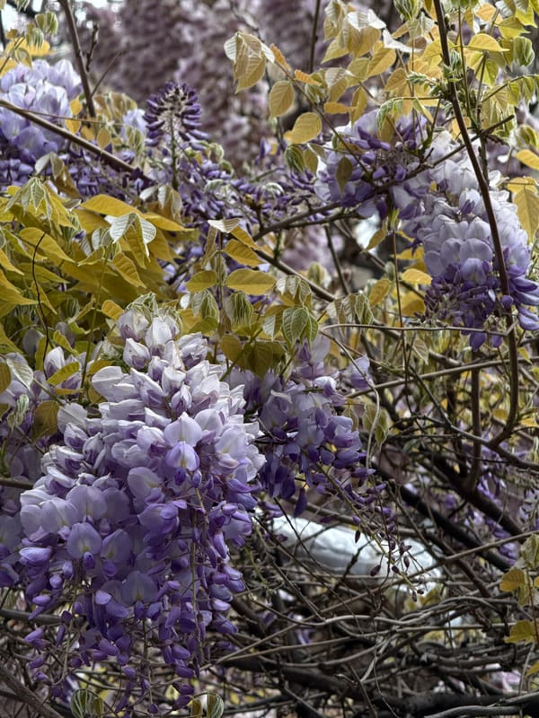 Woman photographed in inverted portrait in Belgrade