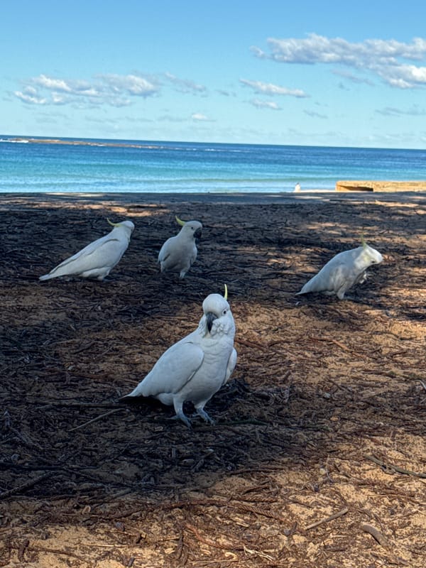 White cockatoos on pine-needle-covered ground near Newport coast
