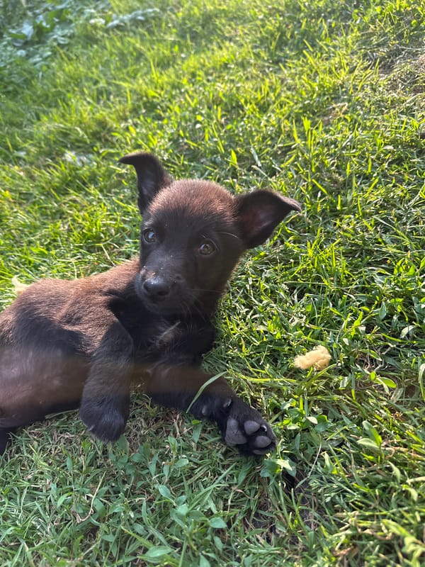 Puppy and cat caught relaxing, both looking up at the camera