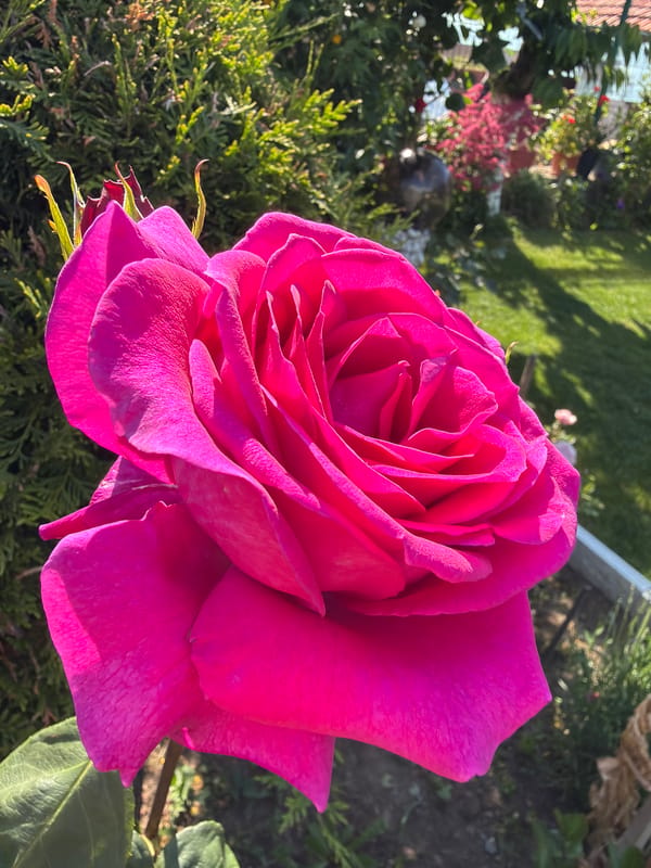 Roses bloom in Bulgarian village amid spring afternoon