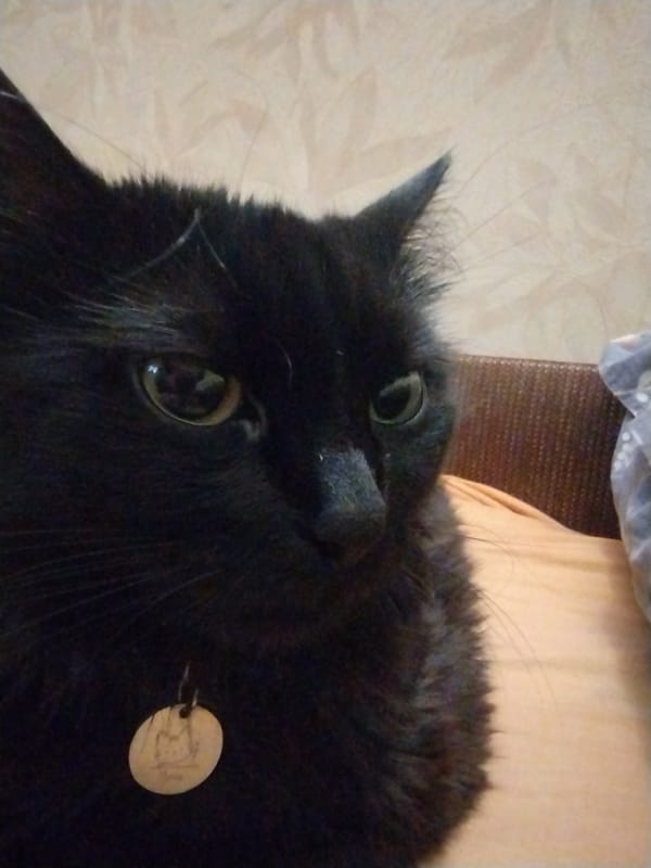 A black cat and orchid blooms at home
