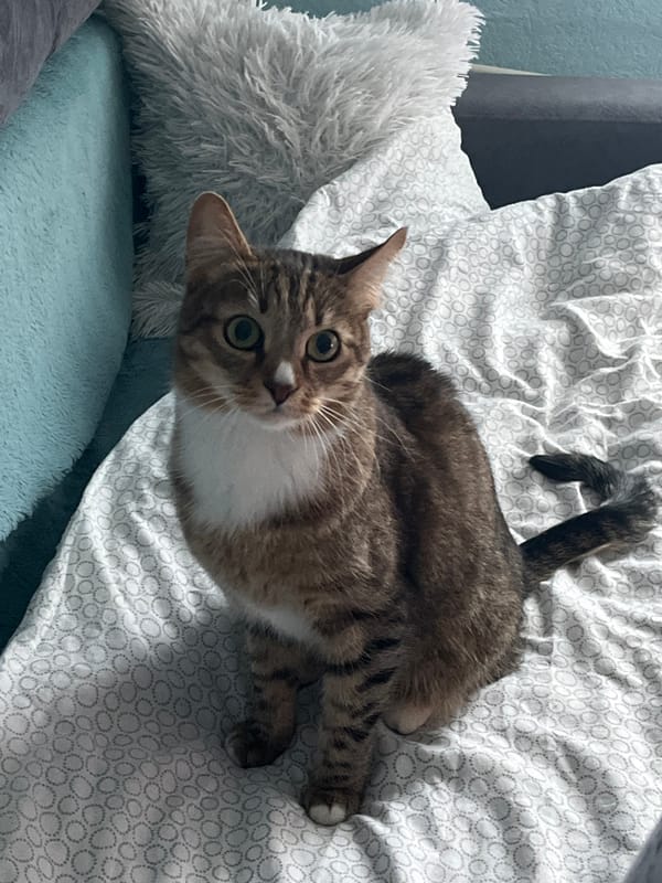 Tabby cat photographed on bed in Izhevsk, Russia
