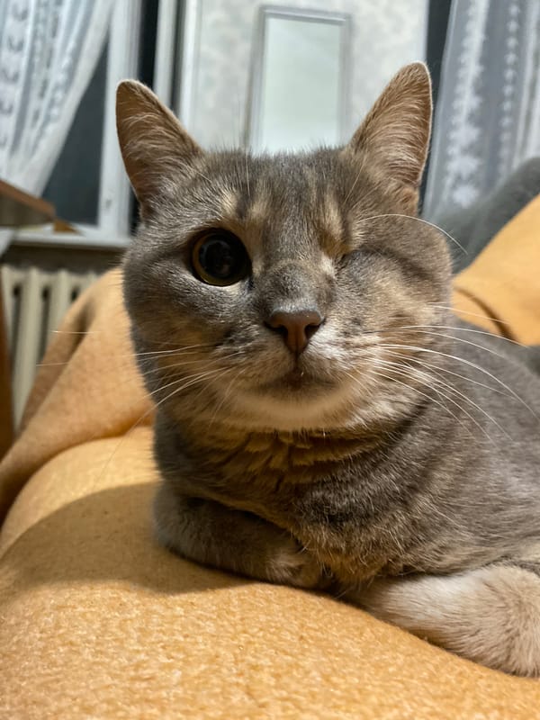 Cats lounging around the house, doing cat things