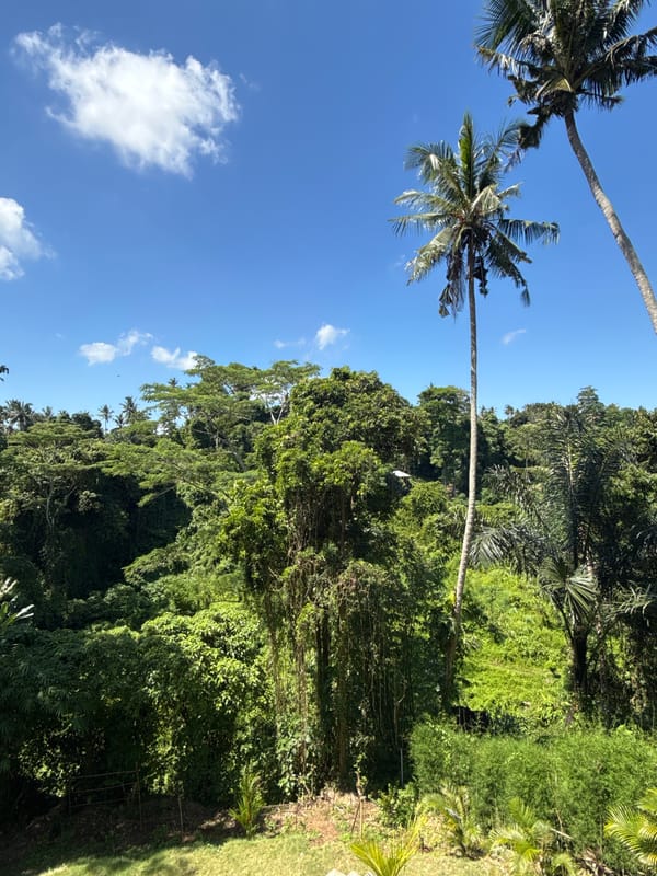 Morning tropical landscape documented in Ubud District, Indonesia