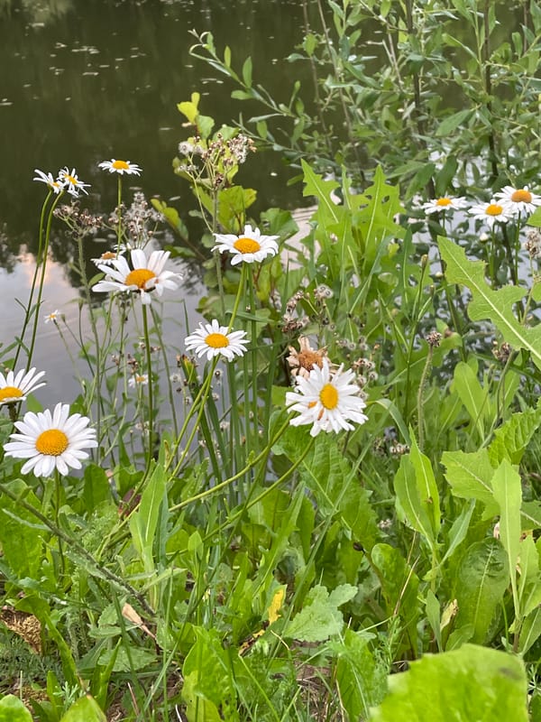 Flowers, skies, and a cat — a quiet nature session