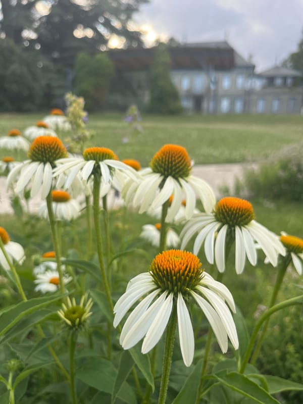 Geneva community garden: chickens, veggies, wooden structures, and chill vibes
