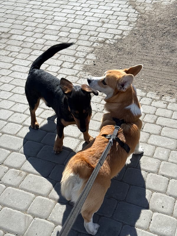 Dogs and pedestrians captured in routine Borzya street scenes