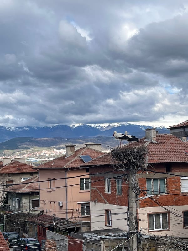 Storks nest on utility pole in Pokrovnik, Bulgaria