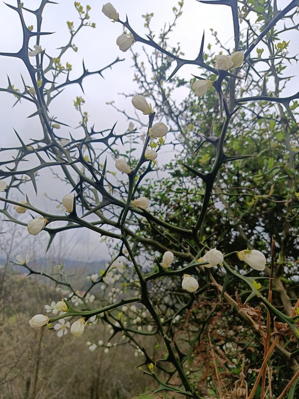 Rural life documented in Abkhazian countryside during spring afternoon