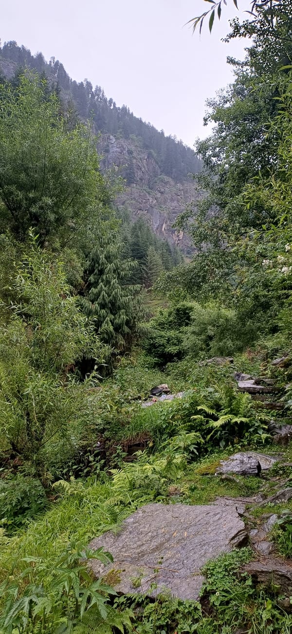 Morning forest walk documented in Vashisht mountain region