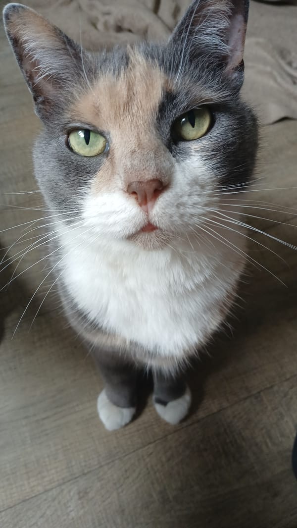 Casual moments documented across Riga featuring cats, resident, storefront