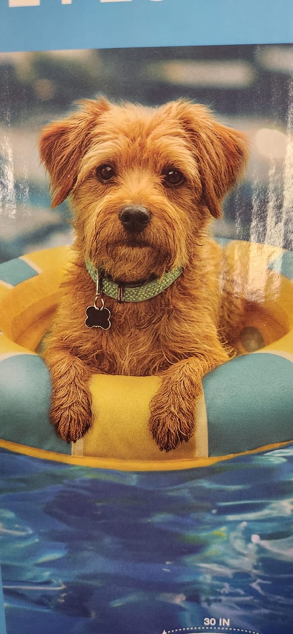 Pool floats and inflatable swim rings, from dogs to cartoons