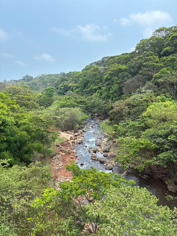 Rocky stream flows through forest near Pajapan, Mexico