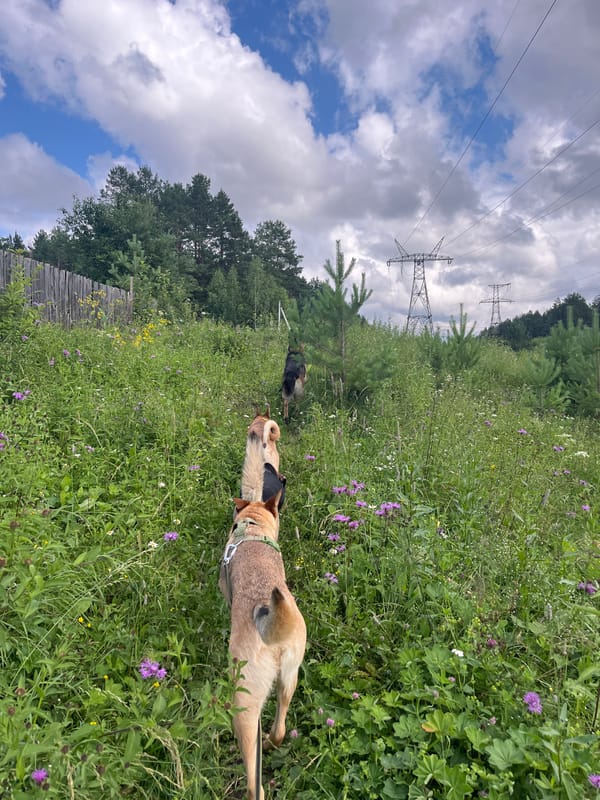 Dogs, cats, and butterflies on a Russian summer morning