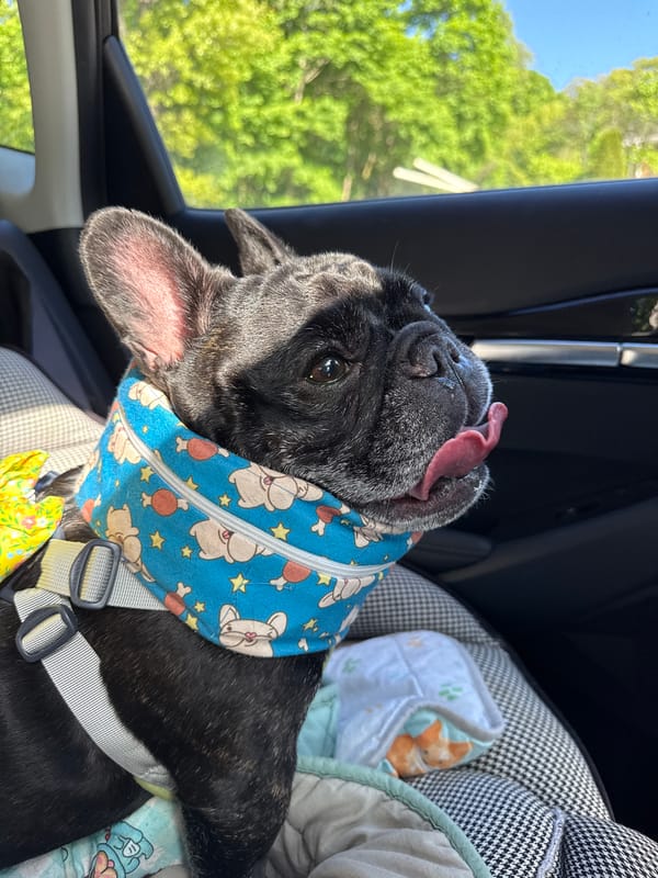 French Bulldog in patterned harness rides in car, Brookville