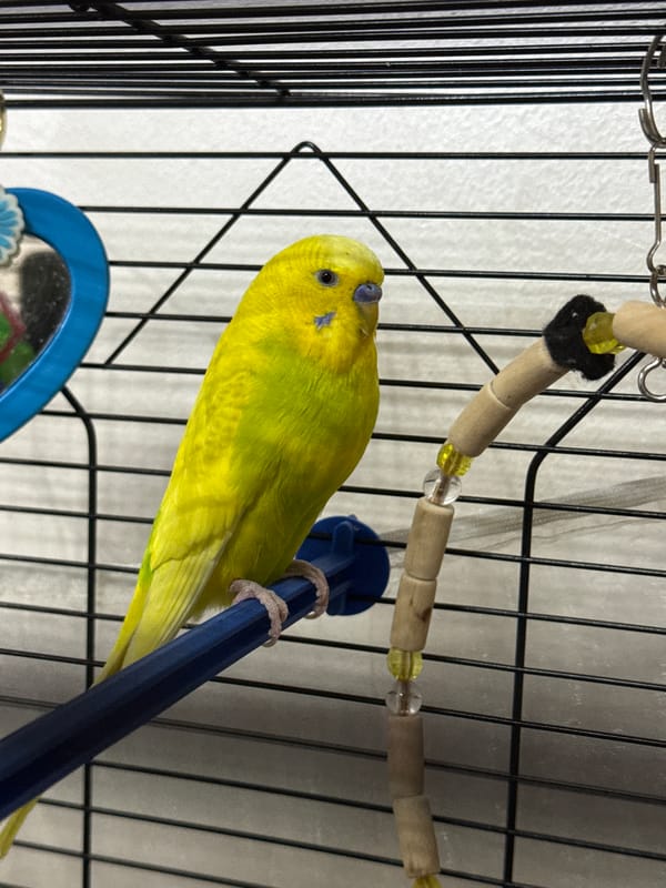 Pet birds and a spaniel at home in Dobrich