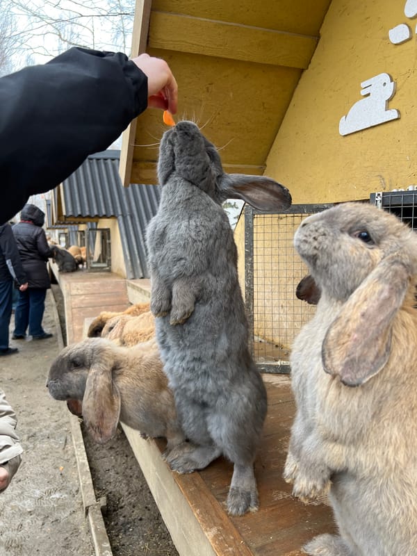 Person feeds carrots to rabbits in Russian village