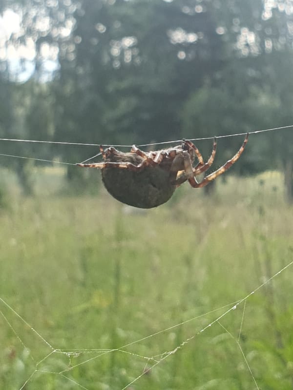 Orb weavers and a green beetle in a Smorodinka garden