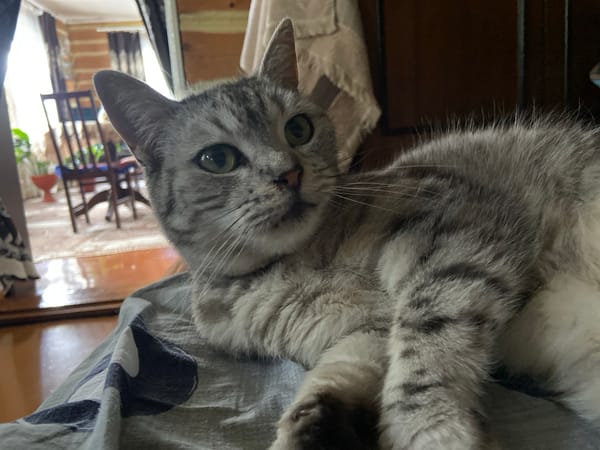 Grey tabby cat resting indoors in Askarovo, Russia