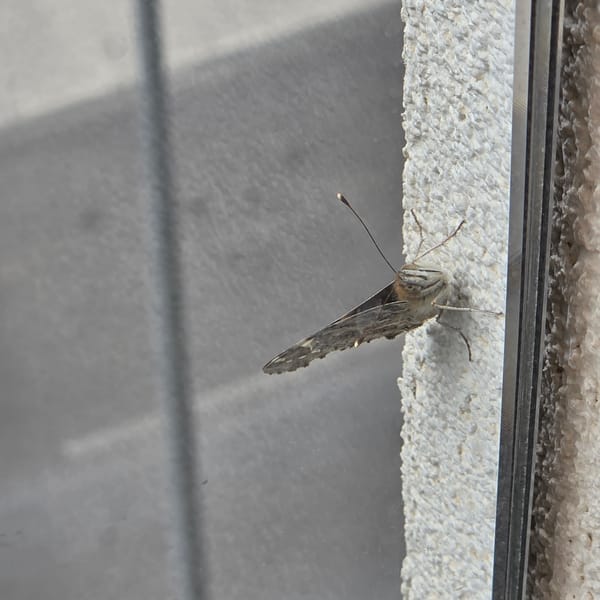 Butterfly spotted on concrete surface in Podgorica, Montenegro