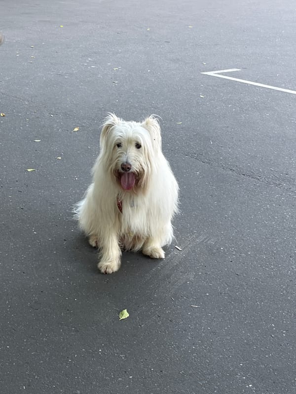 Morning dog walk outside Hotel Ukraina, Kutuzovsky Prospekt