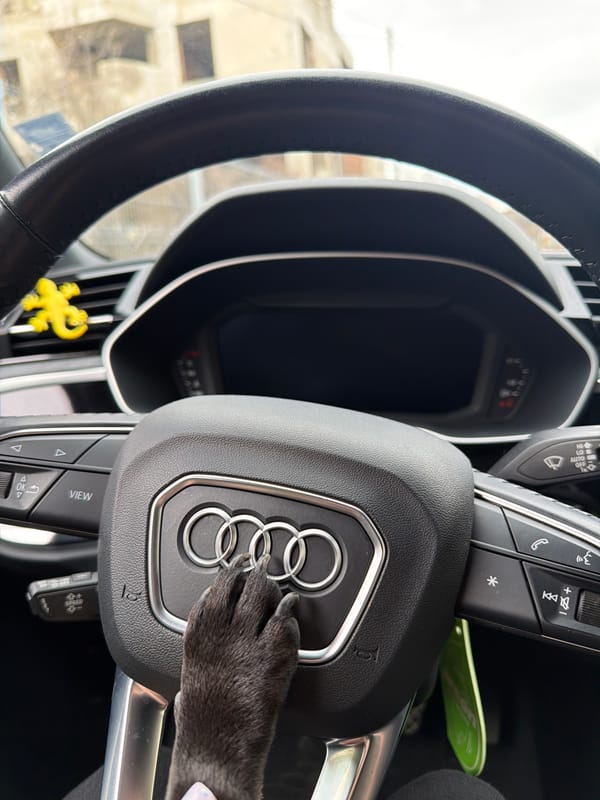 Dog's paw on Audi steering wheel in Bulgaria