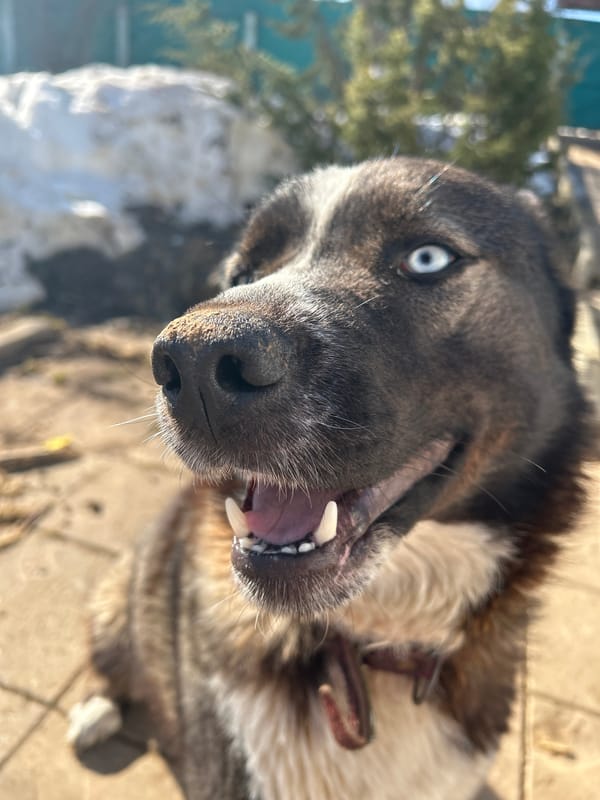 Woman plays with husky outdoors in Russian village