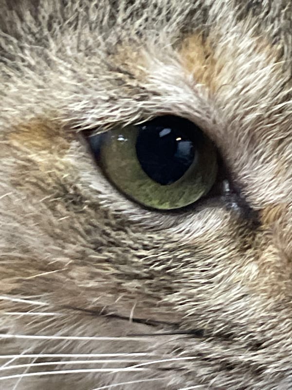Snacks, selfies, and a street cat in Davao City
