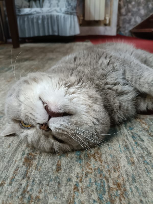 Gray cat lounging on a patterned rug in Bataysk