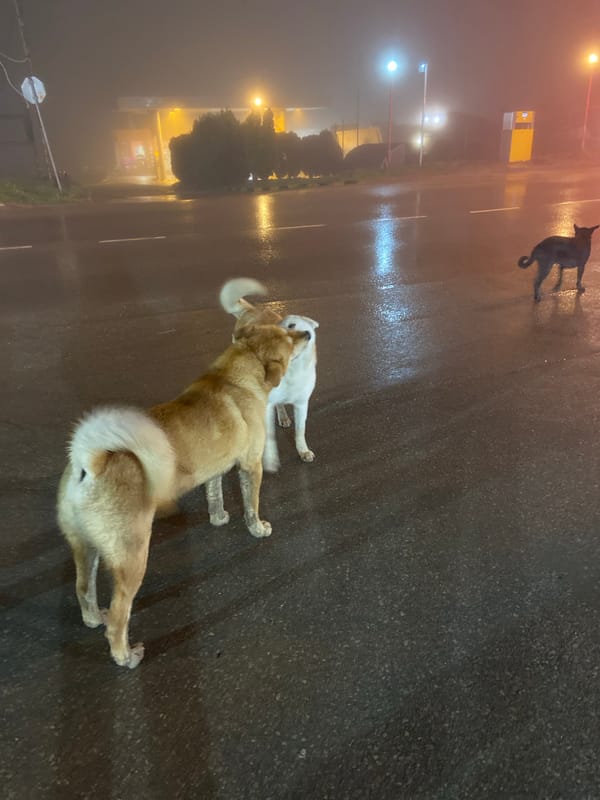 Stray dogs spotted on wet Varna street after rain