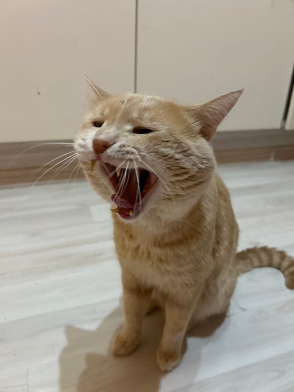 Ginger tabby: yawn and portrait, Moscow apartment floor