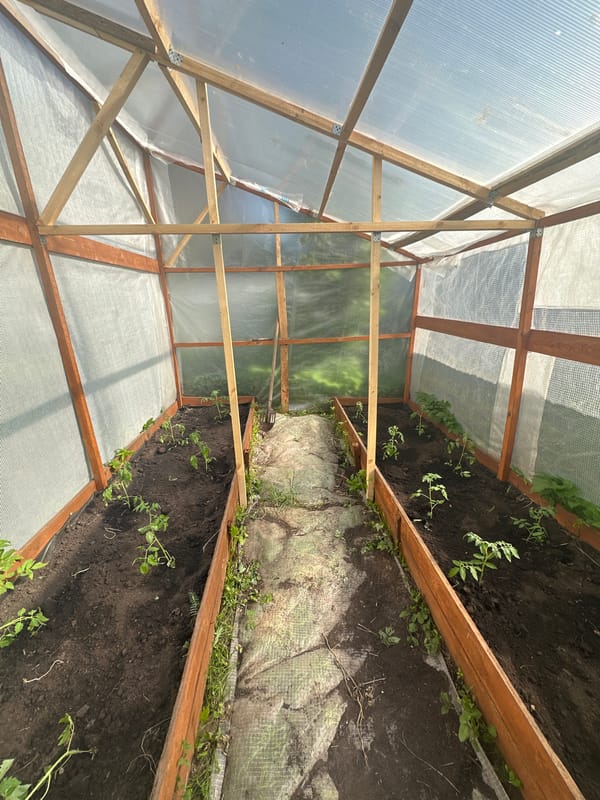 Early morning greenhouse gardening documented in Nizhny Novgorod