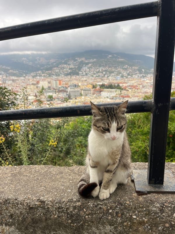 Cat observed resting on ledge overlooking Alanya, Turkey