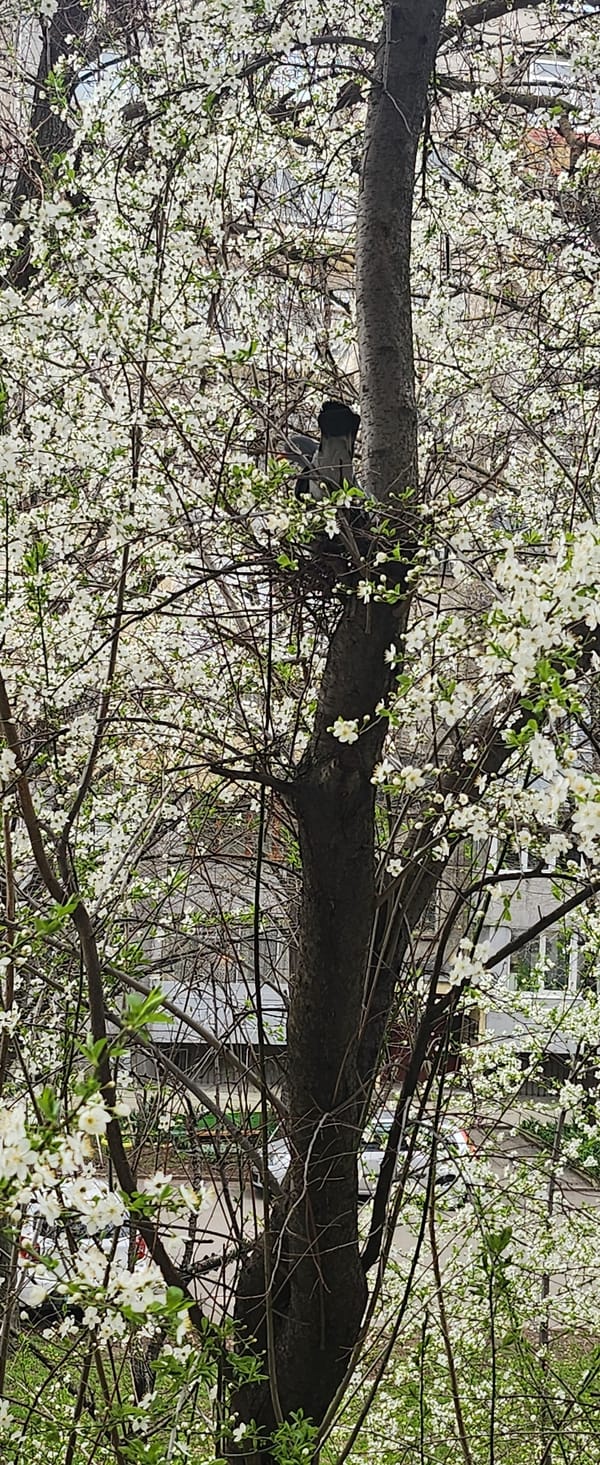 Spring blooms appear on residential tree in Ruse