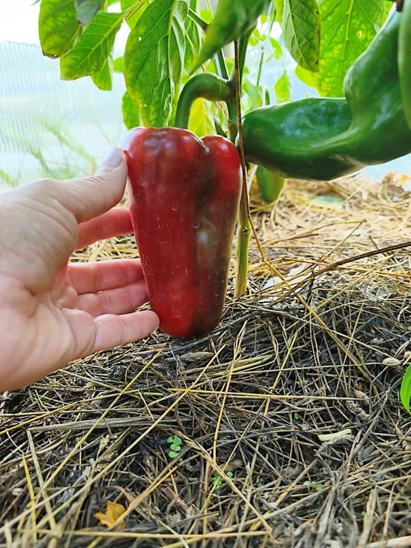 Ripe peppers and pumpkins in a Belarusian summer garden