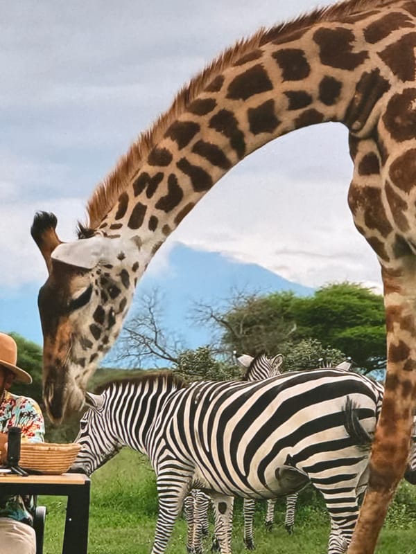 Safari wildlife encounters and domestic moments captured across locations