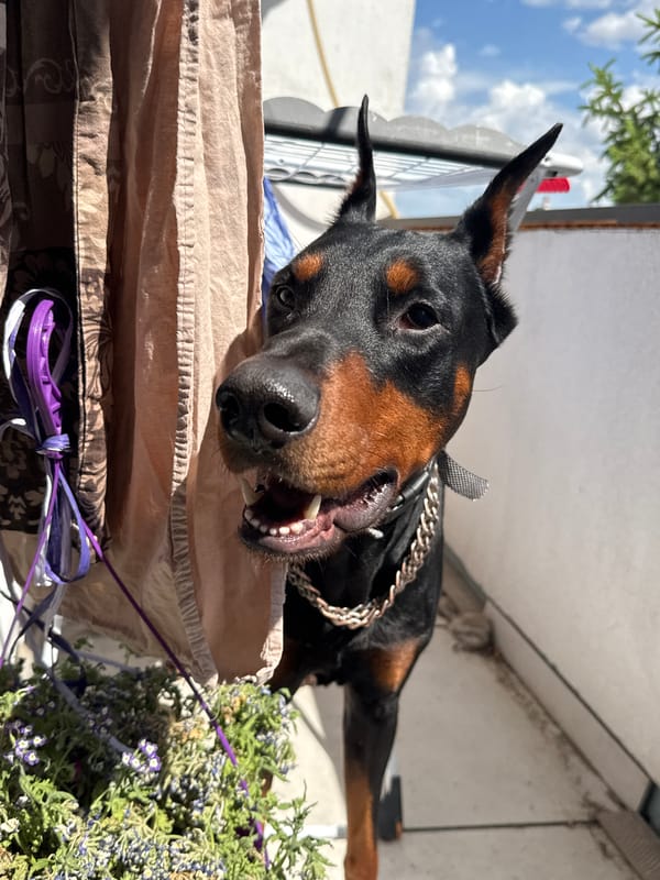 Doberman spotted resting outdoors, later seen indoors with collar
