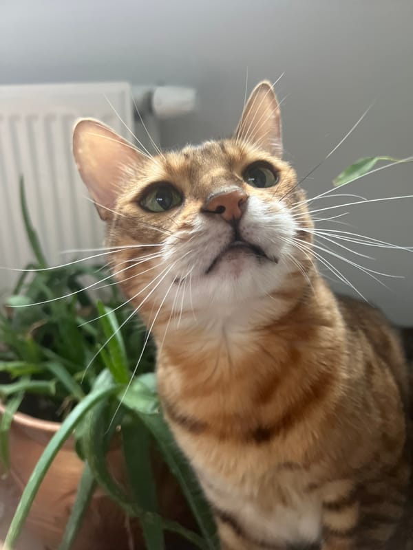Cats and coffee on a slow morning in Yekaterinburg
