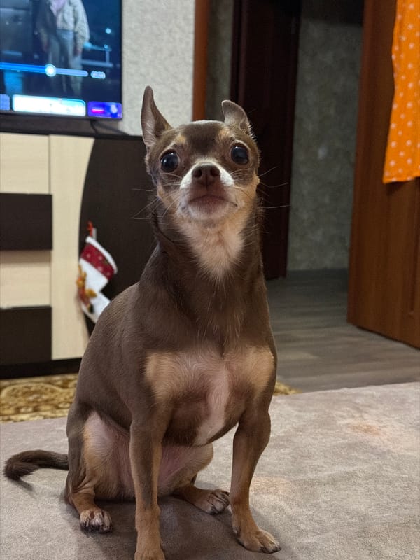 Chihuahua relaxes at home across an afternoon