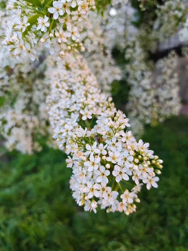 Spring flowers photographed in Vinnytsia, Ukraine