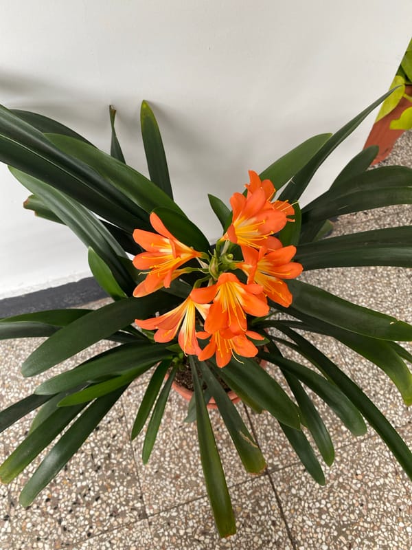 Indoor plant and wet street scenes documented in Stara Zagora