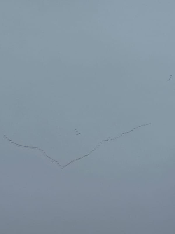 Bird formation observed flying across overcast sky in Rutherglen