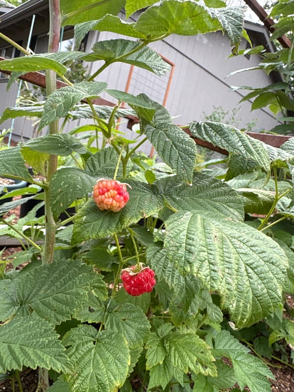 Beaverton garden in full early-summer bloom, bees and all