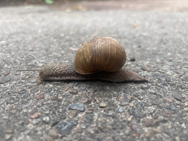Brown-shelled snail crosses asphalt, caught from multiple angles