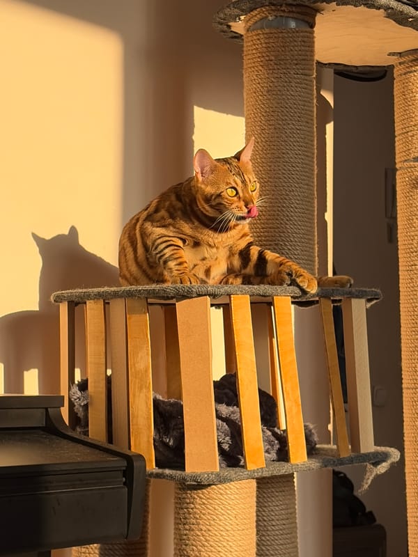 Bengal cat afternoon playtime in sunny Krasnoyarsk apartment