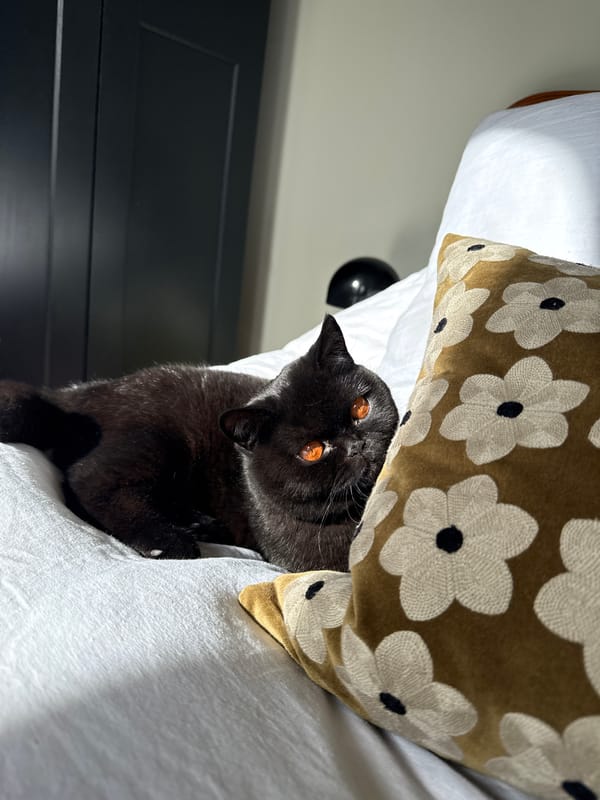 Black cat with amber eyes spotted on London bed