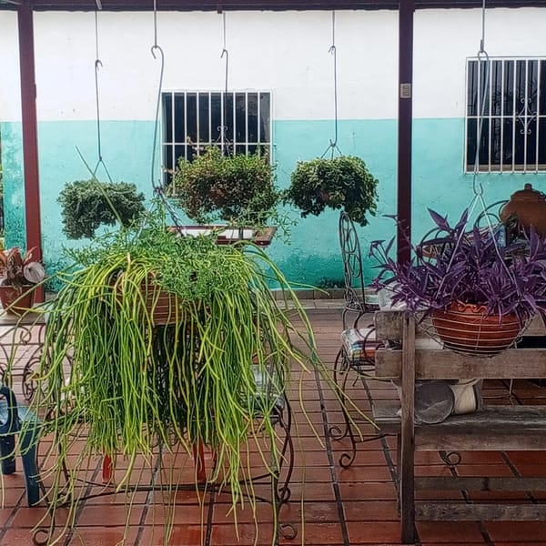Evening rain shower documented in Tinaquillo residential garden area