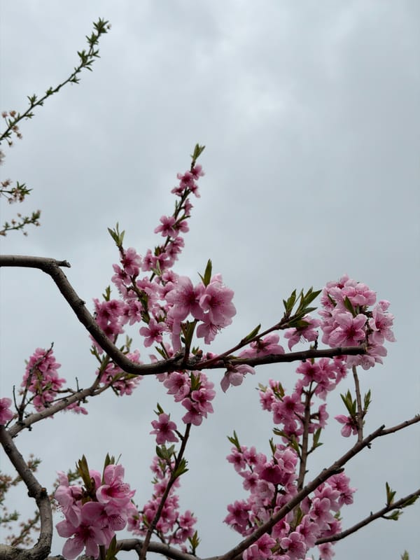 Pink blossoms bloom on tree in overcast Burgas